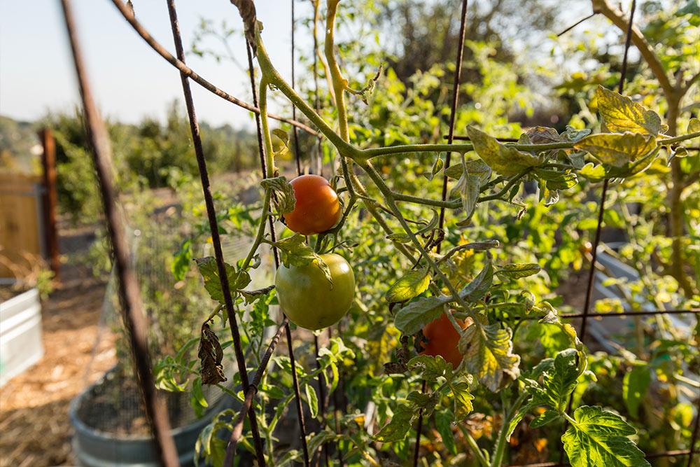 Fresh vegetables are grown in the Heritage Garden and harvested for the students to enjoy.